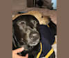 Jo Malone, an Australian Cattle Dog and Golden Retriever mix tested with EmbarkVet.com