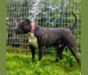 Hulk-E-Boy, an American Bully tested with EmbarkVet.com