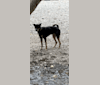 Bao Di, a Formosan Mountain Dog tested with EmbarkVet.com