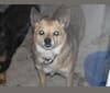 Photo of Lassie, a Pomeranian and Rat Terrier mix in Burleson, Texas, USA