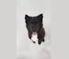 Yogi, a Japanese or Korean Village Dog tested with EmbarkVet.com