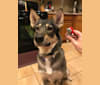 Kiera, an Alaskan-type Husky and German Shepherd Dog mix tested with EmbarkVet.com