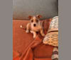 Winston Jameson III, a Chihuahua and Rat Terrier mix tested with EmbarkVet.com