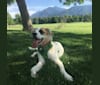 Nalu, a Great Pyrenees and Australian Cattle Dog mix tested with EmbarkVet.com