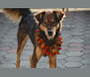 Kosi, a South Asian Village Dog tested with EmbarkVet.com