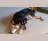 Photo of Brenna, a Rottweiler, Labrador Retriever, Chow Chow, Golden Retriever, Brittany, and Pointer mix in Virginia, USA