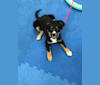 Koda, an Australian Cattle Dog and Rottweiler mix tested with EmbarkVet.com