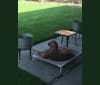Emmet, an Irish Setter tested with EmbarkVet.com