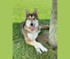 Photo of Luna, a Siberian Husky and German Shepherd Dog mix in Florida, USA