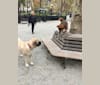 Photo of Rex, a Chow Chow, Rottweiler, American Pit Bull Terrier, and Mixed mix in New York, New York, USA