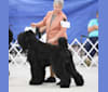 Bram- Orion's Black Star Tara's Sarja, a Black Russian Terrier tested with EmbarkVet.com