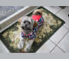 Leonardo da Vinci, a Shih Tzu and Yorkshire Terrier mix tested with EmbarkVet.com