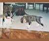 Ginger, an English Springer Spaniel tested with EmbarkVet.com
