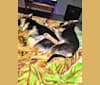 Photo of Bella, a German Shepherd Dog, Australian Cattle Dog, and Australian Shepherd mix in Placerville, California, USA