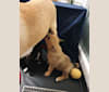 Balin, a Canaan Dog tested with EmbarkVet.com