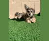 Cali, a Chihuahua and Miniature Schnauzer mix tested with EmbarkVet.com