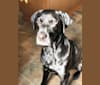 Angus, a Rottweiler and Labrador Retriever mix tested with EmbarkVet.com