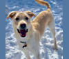 Duncan McCloud, a Labrador Retriever and Siberian Husky mix tested with EmbarkVet.com