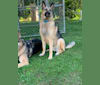 Nova, a German Shepherd Dog and Czechoslovakian Vlcak mix tested with EmbarkVet.com