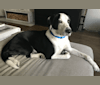 Photo of Bentley, a Treeing Walker Coonhound, American Pit Bull Terrier, Bluetick Coonhound, and Mixed mix in Kingman, Arizona, USA