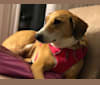 Carmela, an European Village Dog tested with EmbarkVet.com