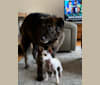 Gibson, a German Shepherd Dog and Rottweiler mix tested with EmbarkVet.com