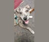 Bayou, a Labrador Retriever and American Pit Bull Terrier mix tested with EmbarkVet.com