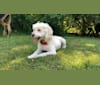 Samson, a Poodle (Small) and Cocker Spaniel mix tested with EmbarkVet.com