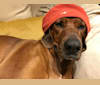 Maya, a Redbone Coonhound and Beagle mix tested with EmbarkVet.com