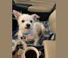 Barney, a Chihuahua and Shih Tzu mix tested with EmbarkVet.com