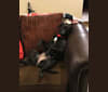 Sirius (Siri), a Labrador Retriever and Staffordshire Terrier mix tested with EmbarkVet.com