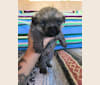 Luna, a Cairn Terrier and Poodle (Small) mix tested with EmbarkVet.com