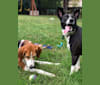Jaci, a Rat Terrier and Collie mix tested with EmbarkVet.com