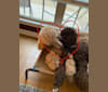 Photo of Charlie, a Poodle (Standard)  in Mena, AR, USA