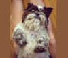 Merf Dinosaurpizza, a Shih Tzu tested with EmbarkVet.com