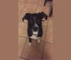 Gracie, a Staffordshire Terrier and Labrador Retriever mix tested with EmbarkVet.com