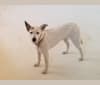 Ellie, an Australian Cattle Dog and German Shepherd Dog mix tested with EmbarkVet.com