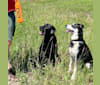 Hotch, a German Shepherd Dog and Australian Cattle Dog mix tested with EmbarkVet.com