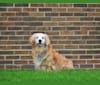 Photo of Jericho, a Golden Retriever, Shih Tzu, and Dachshund mix in New York, New York, USA