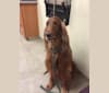 Emmet, an Irish Setter tested with EmbarkVet.com