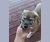 Motley, a Siberian Husky and German Shepherd Dog mix tested with EmbarkVet.com