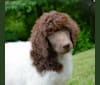 Photo of George, a Poodle (Standard)  in Michigan, USA