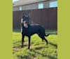 Photo of Armored Rose Defying Gravity "Orbit", a Beauceron  in Grass Valley, CA, USA
