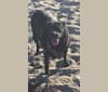 Photo of Ben, a Bulldog, Neapolitan Mastiff, Rottweiler, and Mixed mix in Jacksonville, Florida, USA