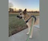 Wolfie, a German Shepherd Dog and Pug mix tested with EmbarkVet.com