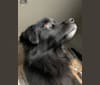 Photo of JP (Jackson Pandacat), a Rottweiler, German Shepherd Dog, Chow Chow, Labrador Retriever, and Mixed mix in Ferris, Texas, USA