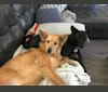 Avery, a Formosan Mountain Dog tested with EmbarkVet.com