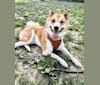 Logan, a Shiba Inu tested with EmbarkVet.com