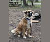 Photo of Stella, a Staffordshire Terrier, Australian Shepherd, and Mixed mix in Durham, North Carolina, USA