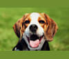 Bogey, a Beagle (8.2% unresolved) tested with EmbarkVet.com
